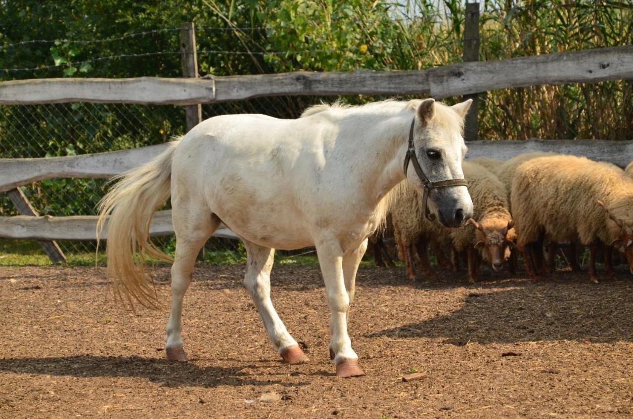 Antal-Tavi Fogado Es Horgaszparadicsom Szentes Εξωτερικό φωτογραφία
